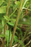 Leucanthemum ircutianum. Стебель в нижней части растения. Мурманская обл., Кольский р-н, долина р. Титовка ниже автодороги А138 Мурманск — Печенга, окр. Мельничных водопадов, верхняя часть склона долины, травяно-кустарничковый березняк, поляна, разнотравный луг. 02.08.2022.