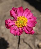 Anemone scabiosa