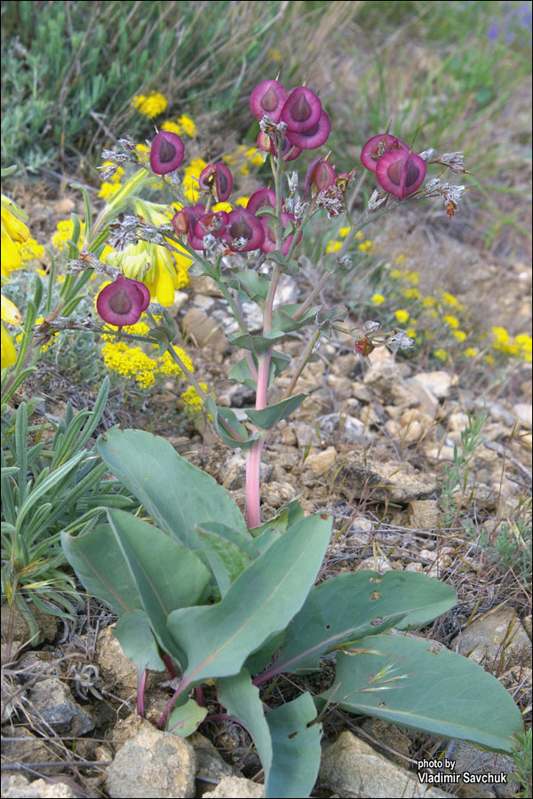 Изображение особи Rindera tetraspis.