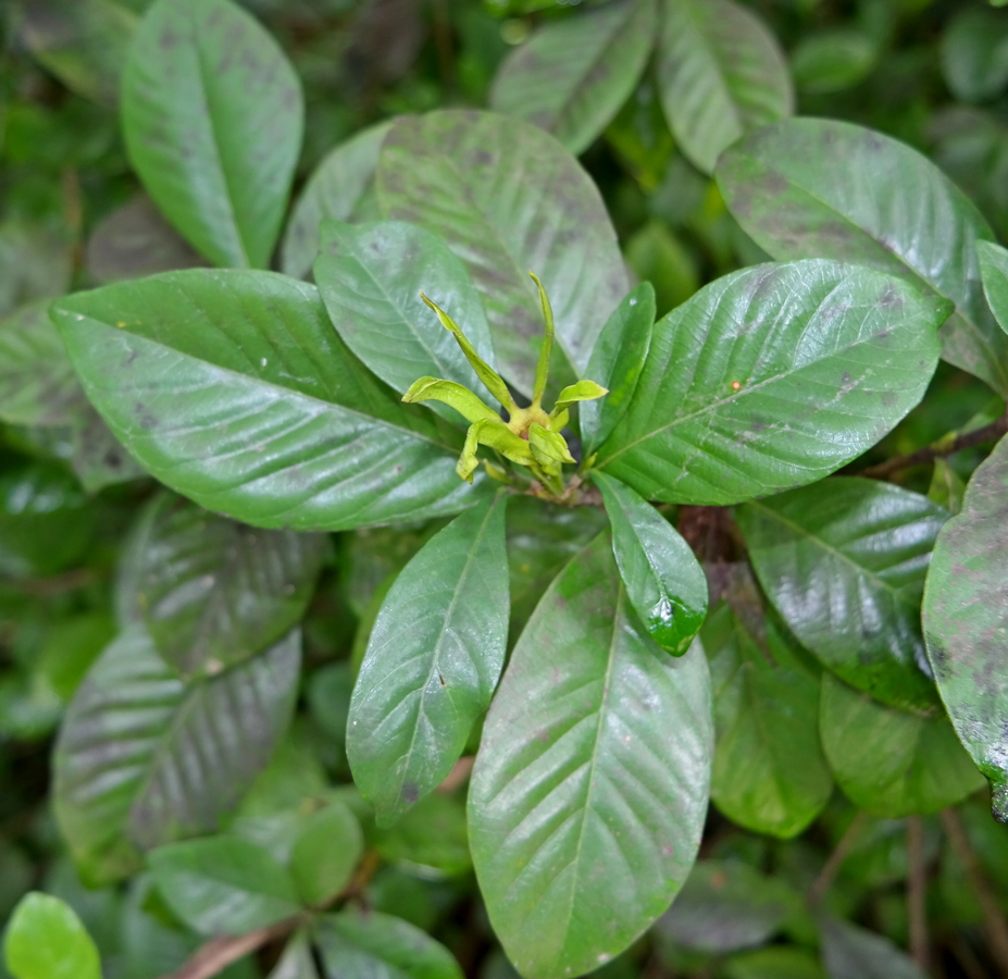 Image of Gardenia jasminoides specimen.