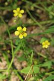 Ranunculus flammula. Цветок. Ленинградская обл., Ломоносовский р-н, окр. дер. Дубки, сосняк травяно-черничный, сырая выемка грунта у лесной дороги. 27.08.2022.