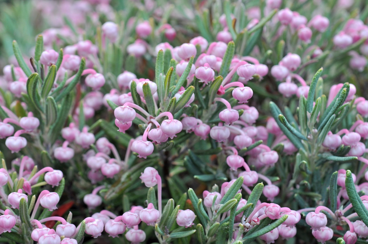 Image of Andromeda polifolia specimen.