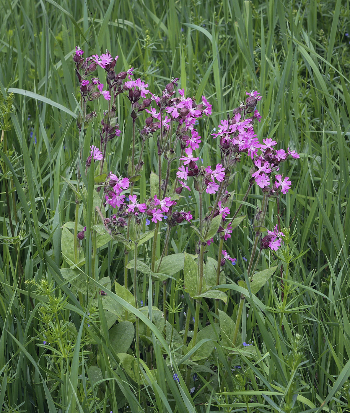 Изображение особи Melandrium dioicum.