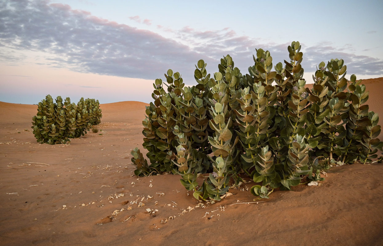 Image of Calotropis procera specimen.