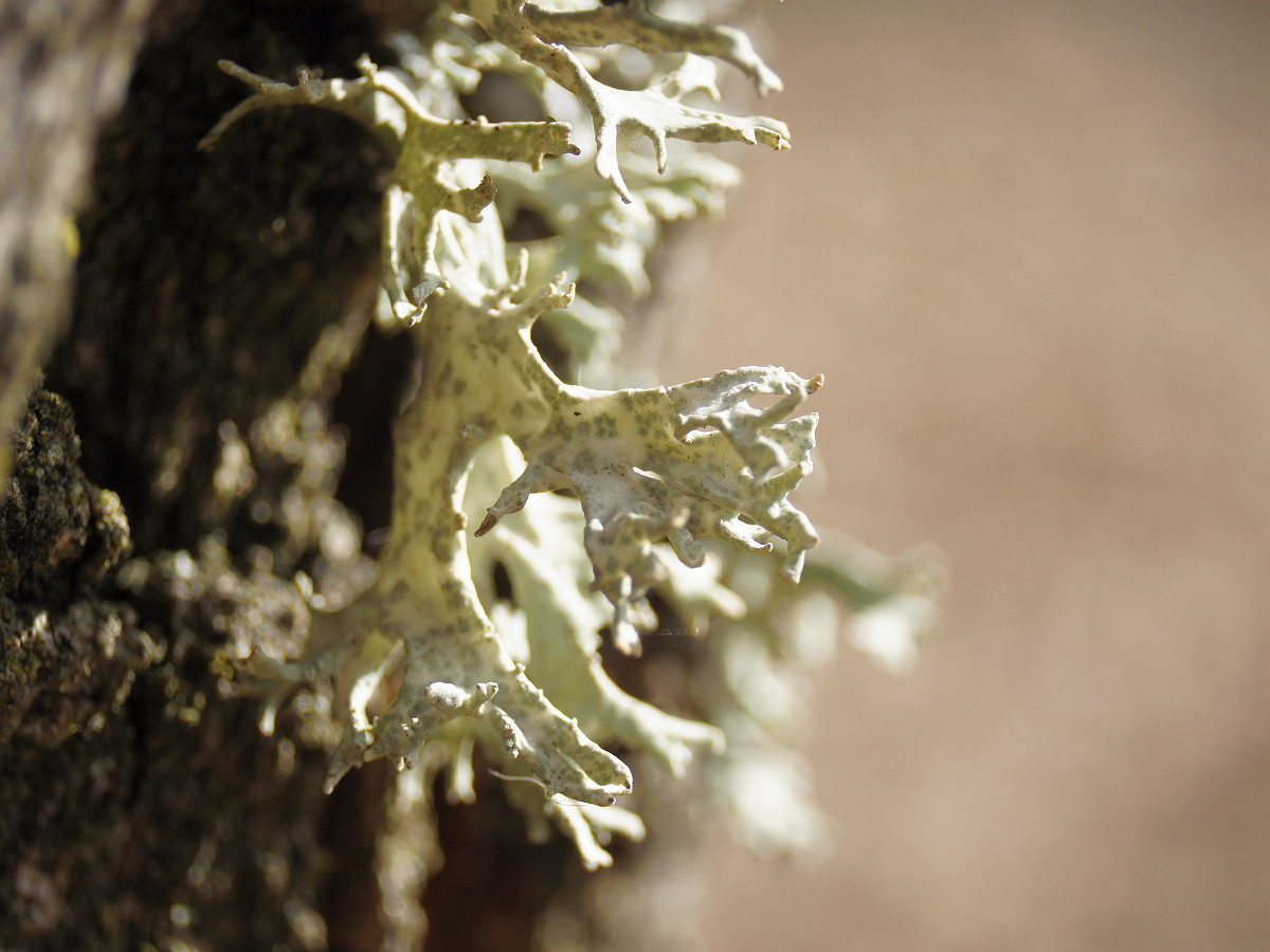 Image of Evernia prunastri specimen.