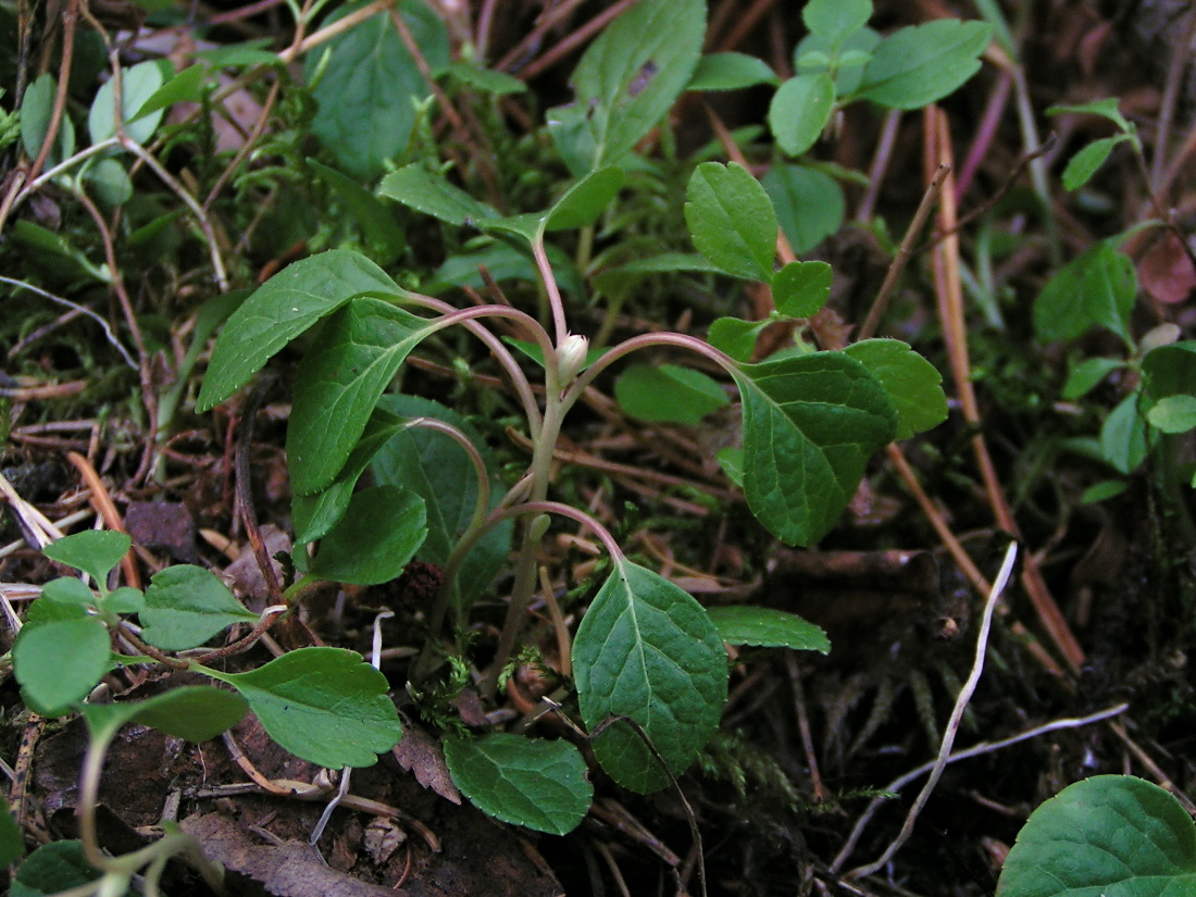 Image of Orthilia obtusata specimen.