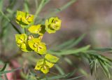 род Euphorbia. Соцветие. Волгоградская обл., Иловлинский р-н, окр. хут. Вилтов, дол. р. Дон, разнотравная степь. 31.05.2022.