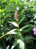 Persicaria amphibia. Верхушка цветущего растения. Беларусь, Гродненская обл., Новогрудский р-н, дер. Кмитянка, окраина ивово-орешниковых зарослей. 05.09.2021.