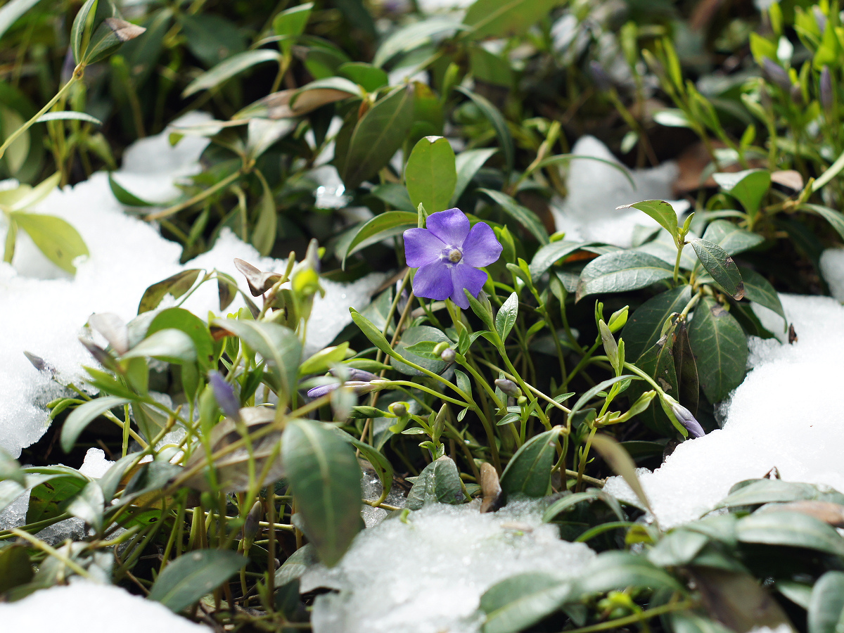 Image of Vinca minor specimen.