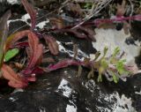 Ajuga