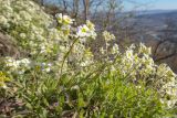 Arabis caucasica