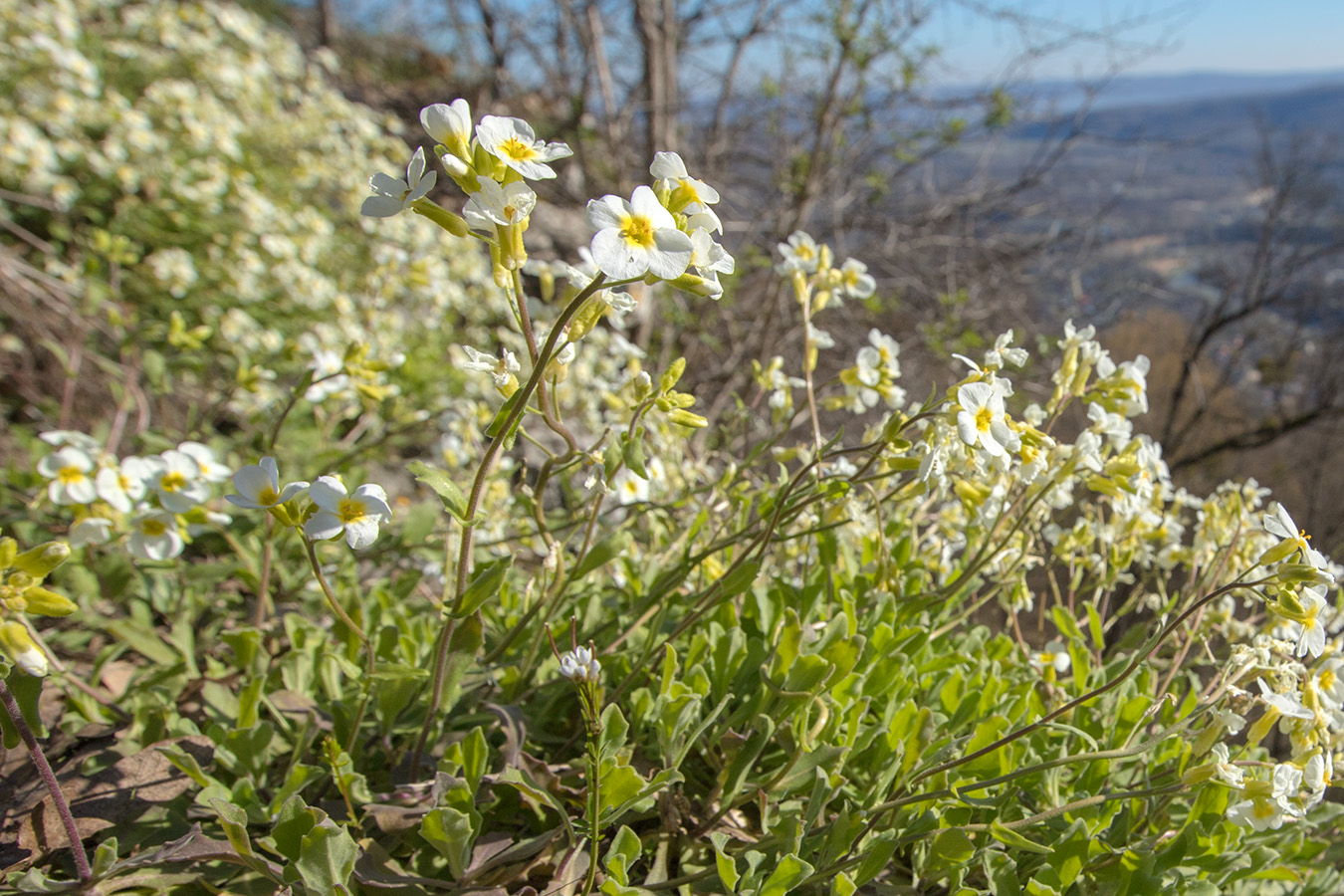 Image of Arabis caucasica specimen.