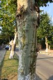 Platanus orientalis