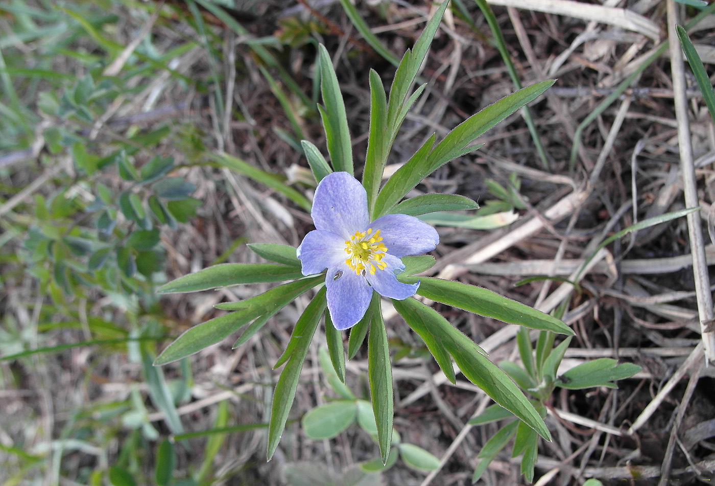 Image of Anemone caerulea specimen.