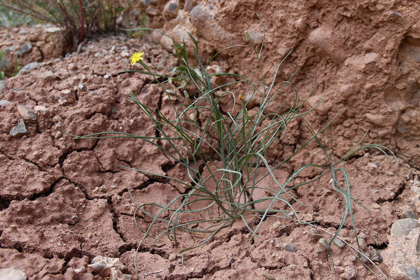 Image of Takhtajaniantha pusilla specimen.