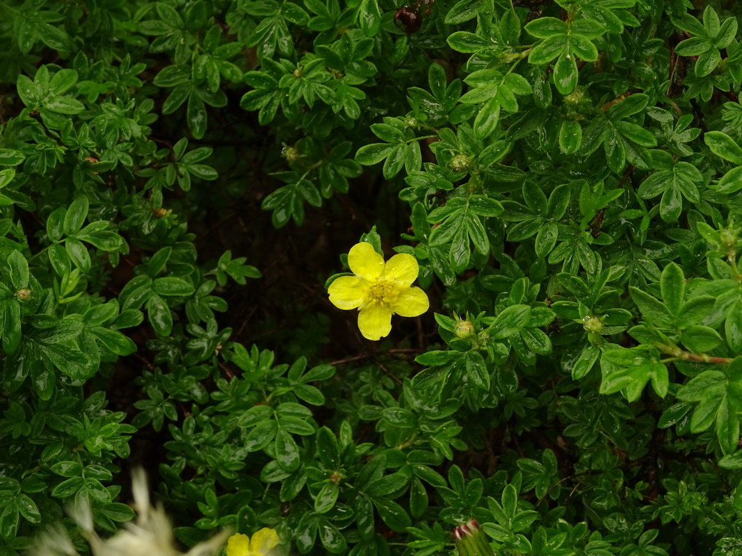 Image of Dasiphora fruticosa specimen.