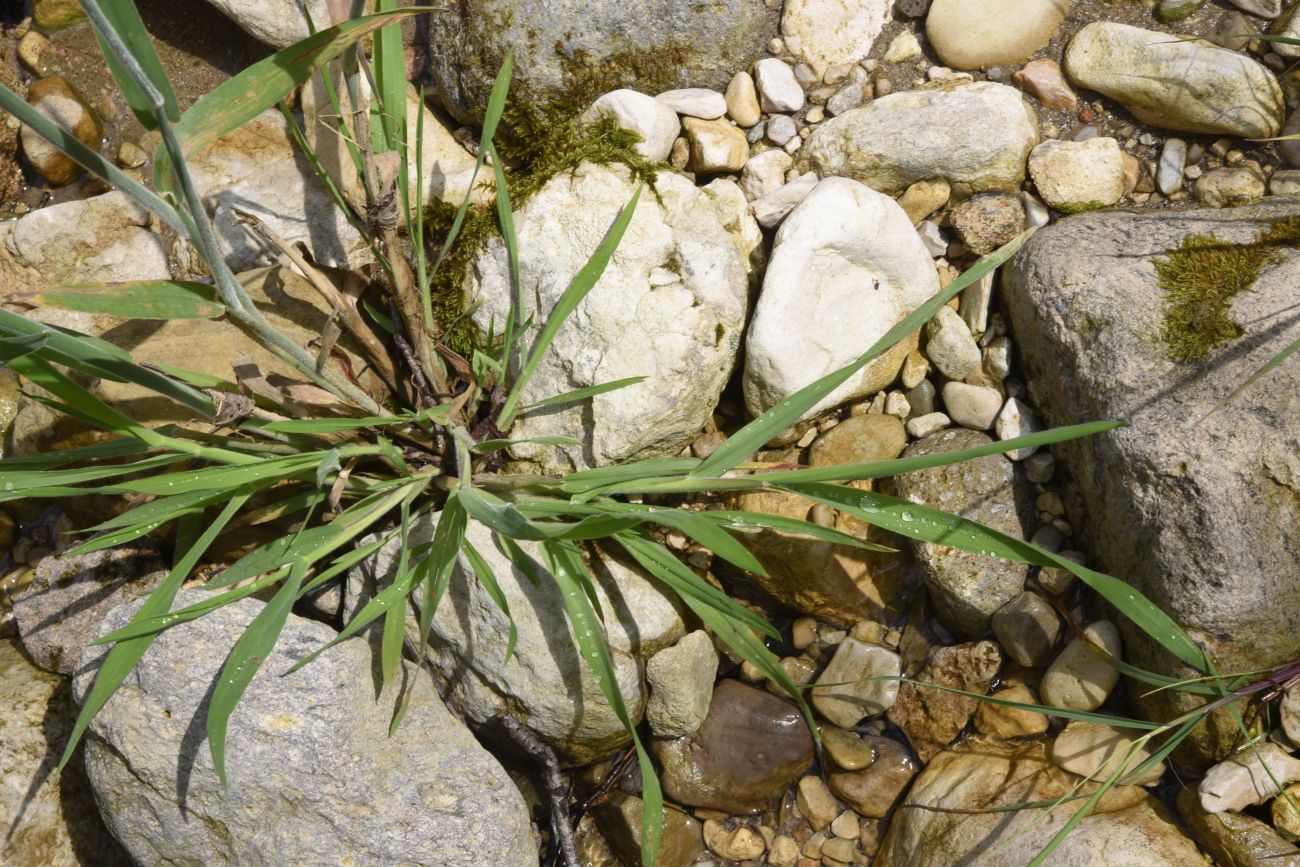 Изображение особи Holcus lanatus.