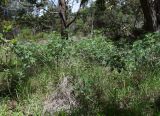 Crotalaria grahamiana