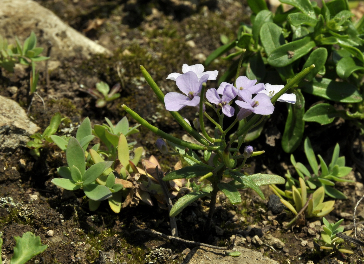 Изображение особи Dontostemon dentatus.