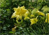 Hemerocallis × hybrida