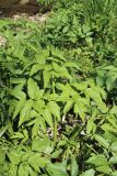 Archangelica officinalis