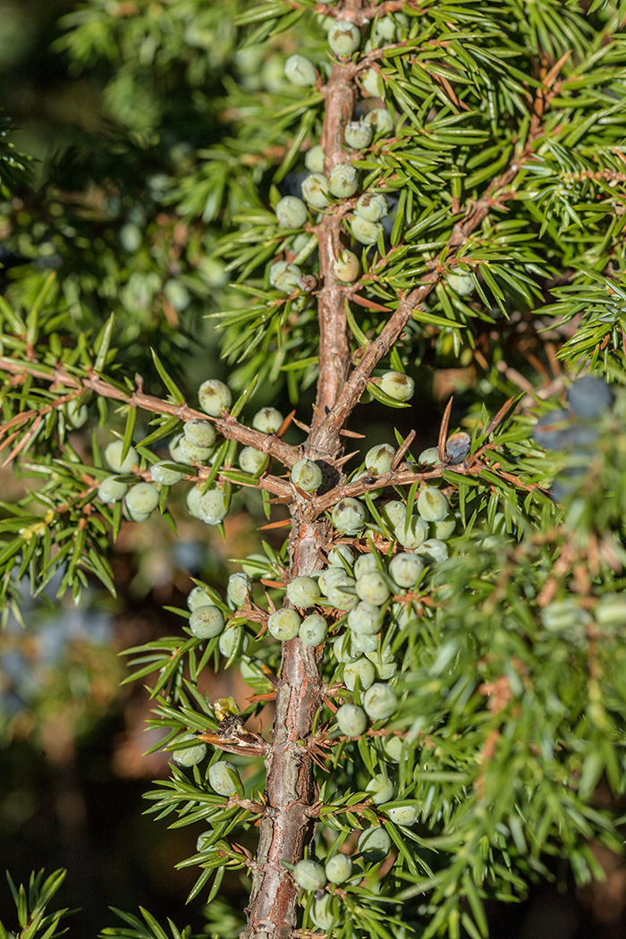 Изображение особи Juniperus communis.