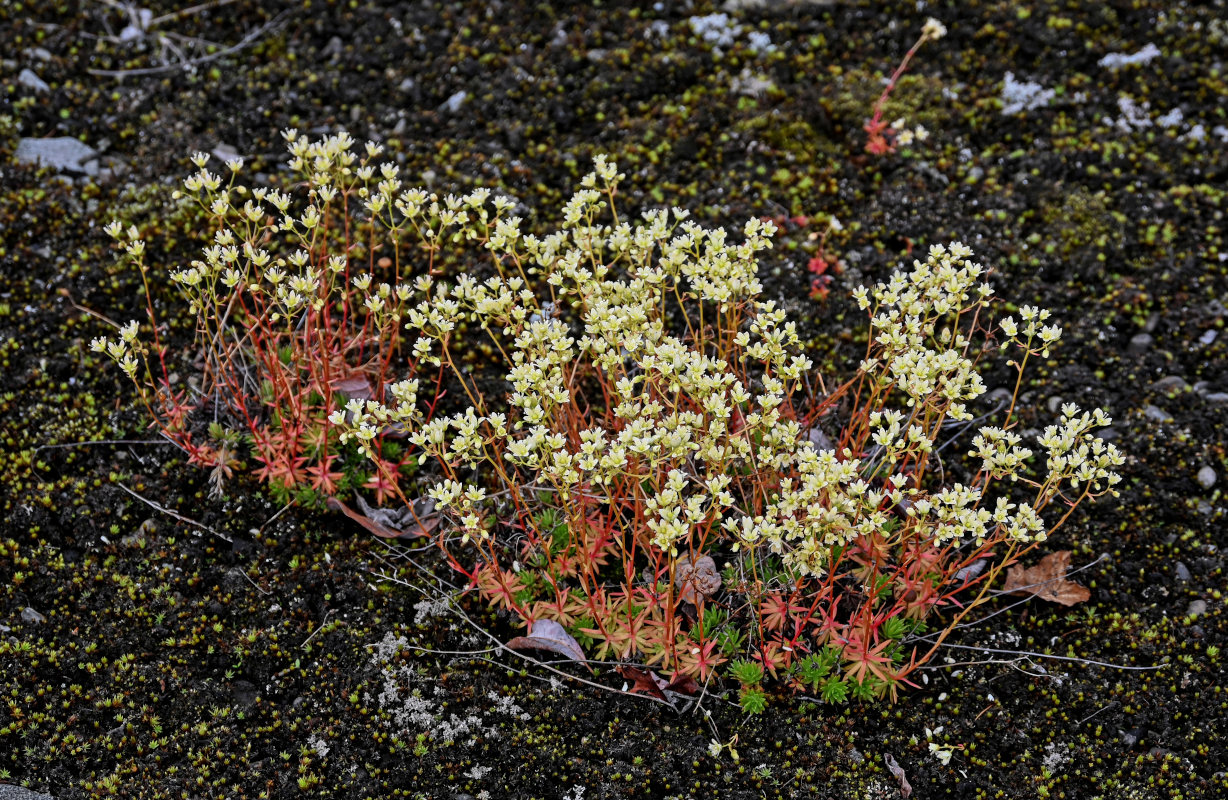 Image of Saxifraga spinulosa specimen.
