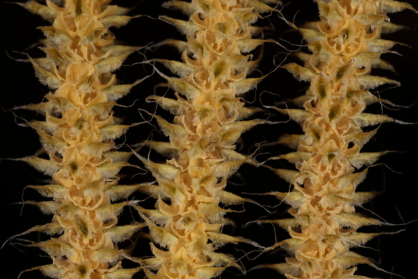 Image of Lycopodium clavatum specimen.