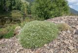 Stellaria dichotoma