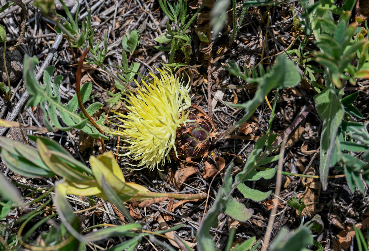 Image of Centaurea rhizanthoides specimen.