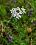 Achillea impatiens. Верхушка цветущего растения. Красноярский край, Таймырский Долгано-Ненецкий р-н, плато Путорана, долина р. Кутарамакан, опушка смешанного леса. 25.07.2023.