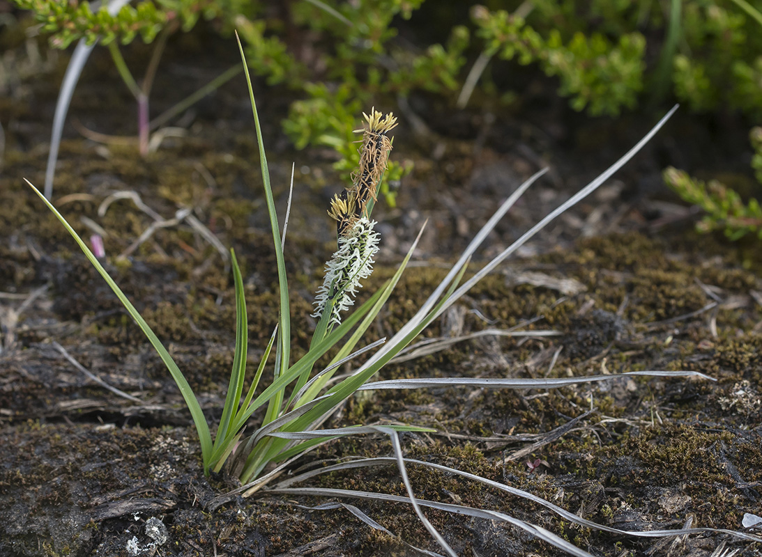 Image of genus Carex specimen.