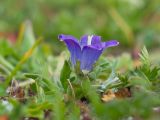 Campanula biebersteiniana. Цветущее растение. Карачаево-Черкесия, Урупский р-н, хр. Загедан, долина Ацгарских озёр, ≈ 2500 м н.у.м., морена между средними озёрами, альпийский луг. 09.08.2023.