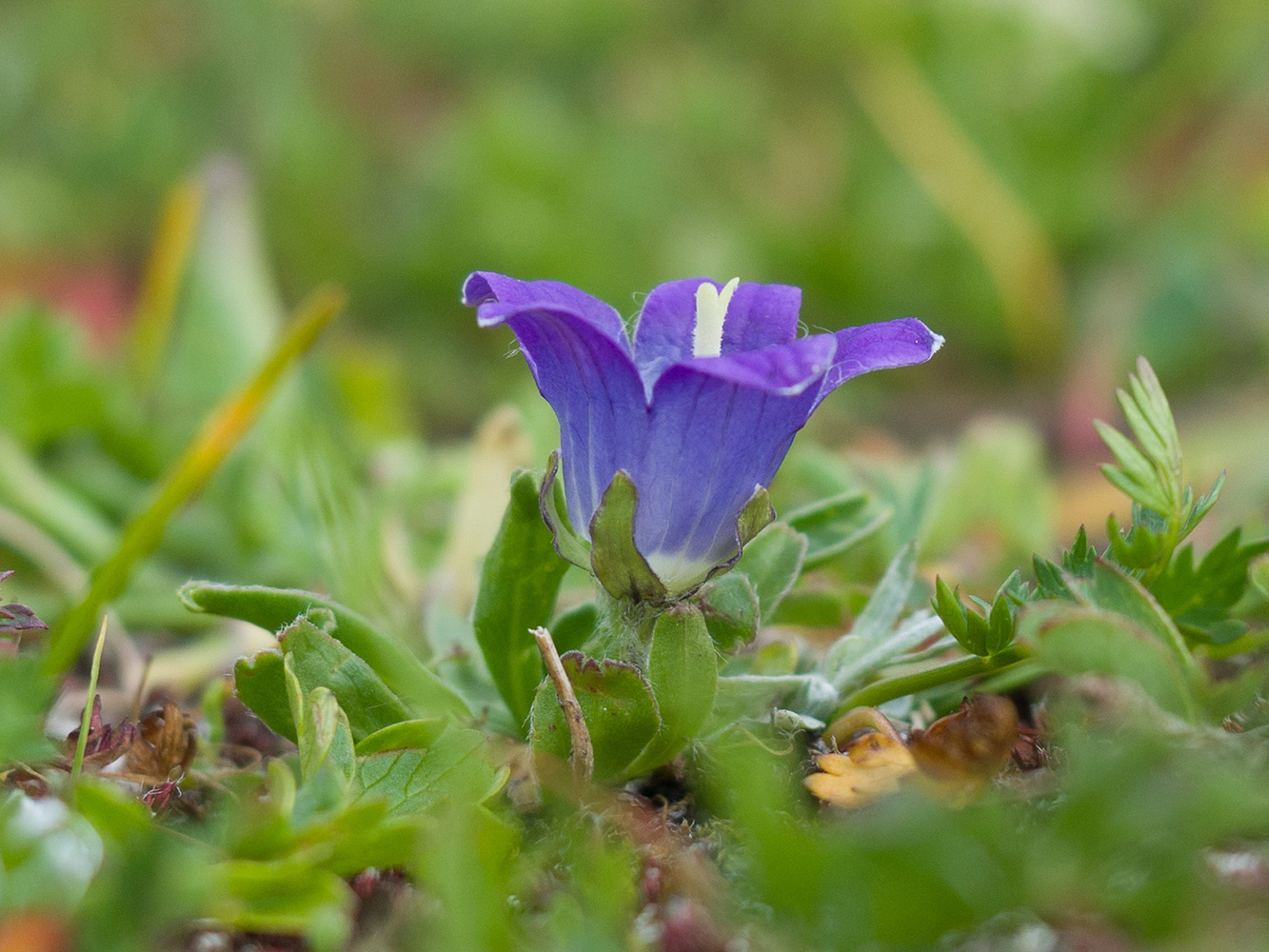 Image of Campanula biebersteiniana specimen.