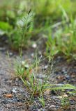 Puccinellia distans. Зацветающее растение. Приморский край, г. Находка, обочина дороги. 20.06.2017.