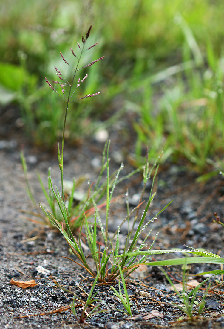 Image of Puccinellia distans specimen.