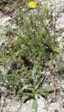 Crepis rhoeadifolia