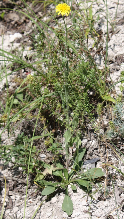 Изображение особи Crepis rhoeadifolia.