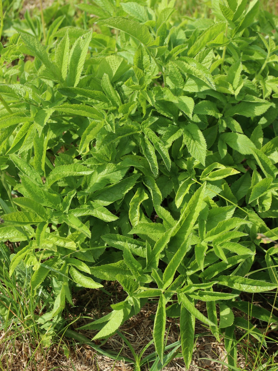 Image of Chaerophyllum aromaticum specimen.