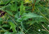 Sonchus oleraceus. Лист с каплями дождя и побег из пазухи листа. Московская обл., Раменский р-н, окр. дер. Хрипань, садовый участок. 27.07.2023.