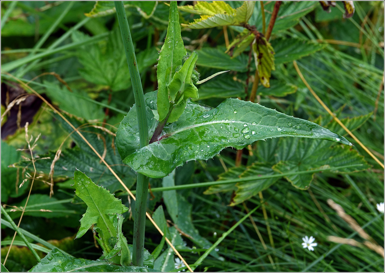 Изображение особи Sonchus oleraceus.