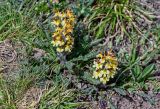 Pedicularis oederi. Цветущие растения. Киргизия, Ошская обл., Памир, Заалайский хр., гребень пика Петровского, ≈ 4000 м н.у.м., альпийский луг. 05.07.2022.