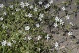 Lepyrodiclis holosteoides. Побеги с цветками. Таджикистан, Согдийская обл., Исфара, г. Шураб, рудеральное местообитание. 2 мая 2023 г.