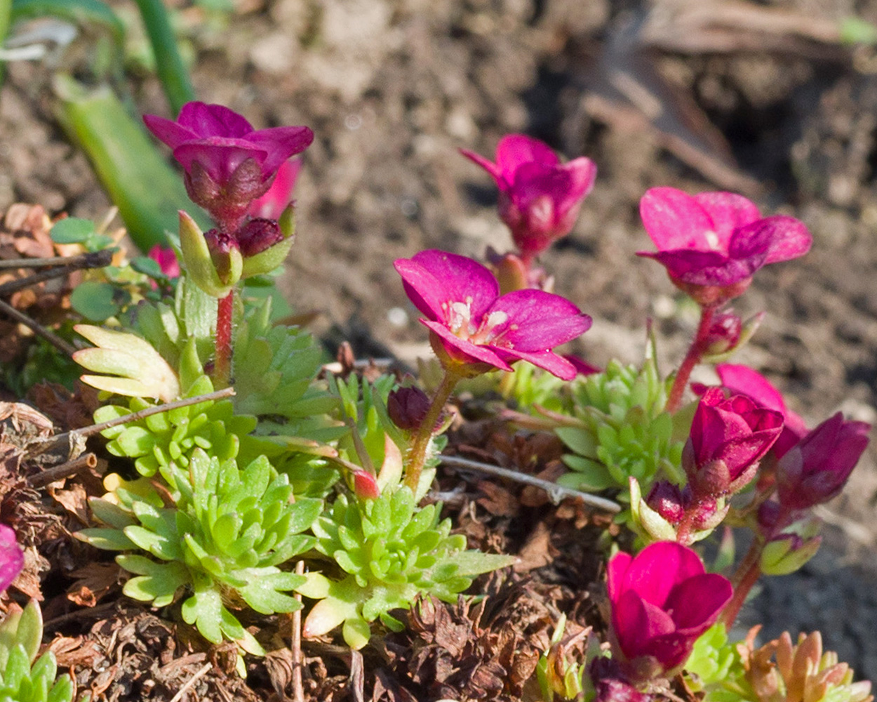 Изображение особи Saxifraga &times; arendsii.