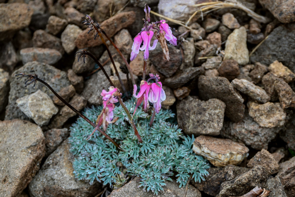 Изображение особи Dicentra peregrina.