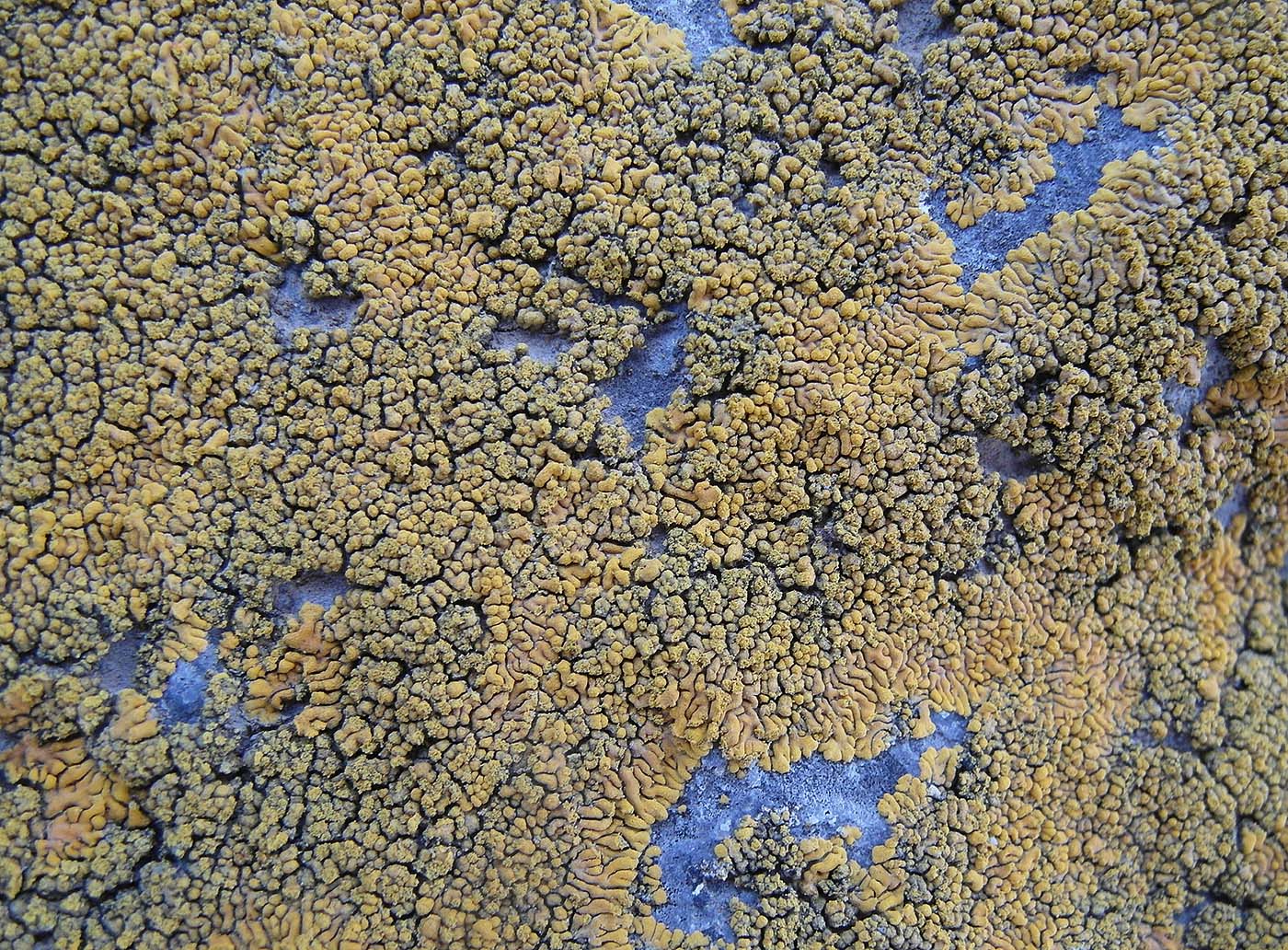 Изображение особи Caloplaca decipiens.