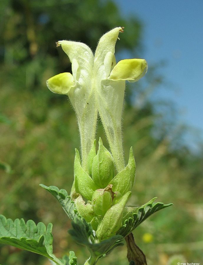 Изображение особи Scutellaria polyodon.