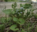 Brunnera sibirica. Цветущее растение. Пермский край, Краснокамский р-н, окр. пос. Оверята, обочина грунтовой дороги. 21.05.2024.