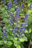 Ajuga genevensis