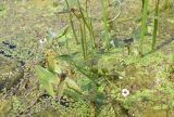 Sagittaria sagittifolia